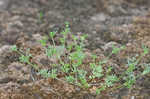 Butler's sandparsley